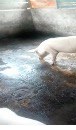 Piggery Project Image 2