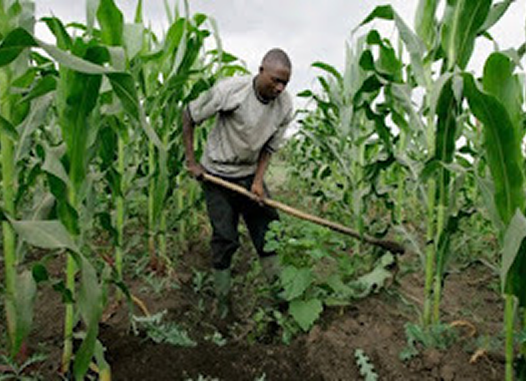Farming Image